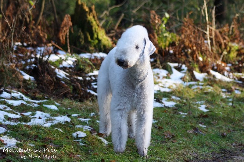 Airis Blue Volshebny Svet 2009-12-26 (6).JPG